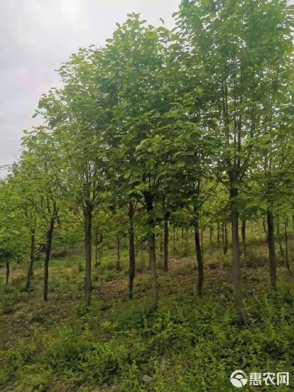 白玉蘭苗木市場價格解析與園林綠化工程應(yīng)用指南